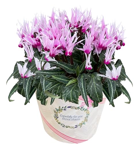 Ԃ̃Mtg VN Mtg v[g  A  a 6  s[RbN