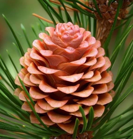 Miniatura 4 de Pinus taeda (Loblolly Pine, Frankincense Pine) Semillas de árbol, crecimiento rápido, follaje denso, semillas de MySeeds.Co, elige la cantidad (0.25