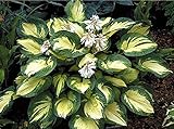 Wuchshöhe: ca. 60 cm 3 x Hosta sieboldiana ‚Great Expectation\' 1 Liter (Funkie, Herzblatt-Lilie)