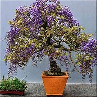 5 Seeds/Bag Wisteria Wisteria Seeds Bonsai Tree Seeds Seeds Seeds 11 Colors Wisteria Plant DIY Home Garden, 2