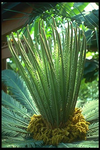 152092 Cycas Revoluta (Sago Palm) A4 Photo Poster Print 10x8
