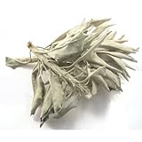 Bulk Herbs: White Sage (Wild Harvested)