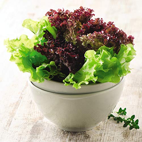Organic Lettuce Red & Green Salad Bowl Mixed Seeds Half Hardy Annual Vegetable Garden Plants Easy to Grow Your Own 1 Packet 300 Seeds by Thompson and Morgan