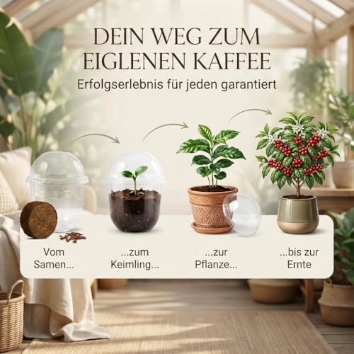 GROW2GO Dein eigener Zwergkaffee Strauch zum selber Pflanzen - Immergrüner Kaffeestrauch mit wunderschönen Blüten für die Anzucht von eigenen Kaffeebohnen (Anzuchtset)