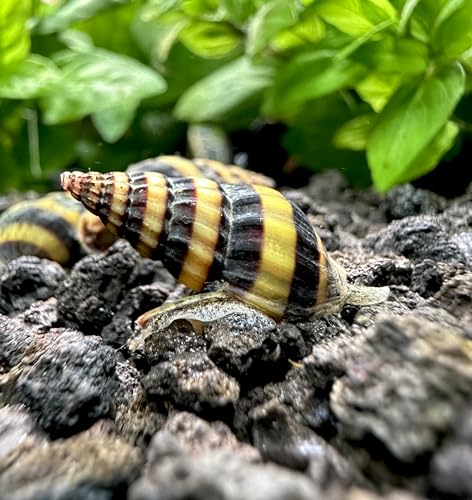 AQUATICMOTIV Assassin Snails x3 (Clea Helena) Large 3/4' - Live Freshwater Snail