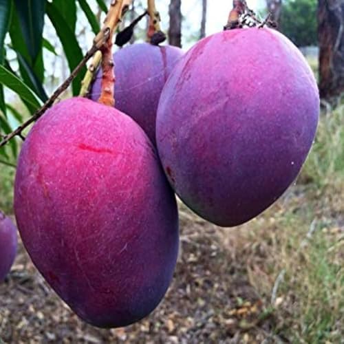 Image of All-Time 12 Months Hybrid Grafted Guti Kolom Live Fruit Plant Original & Authentic Organic Tree for Outdoor Fast-Growing Fruit Plant Home Gardens Pack Of-1 (Purple Original Miyazaki Mango, medium)