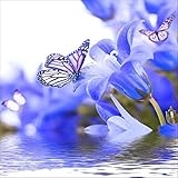 Hinweis: Der Preis gilt nur für ein Bild, nicht auf zwei Bilder.