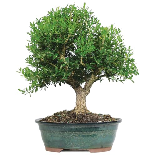 Brussel's Harland Boxwood - 8 Years Old