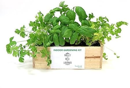 KIT de huerto urbano: perejil, albahaca y cilantro