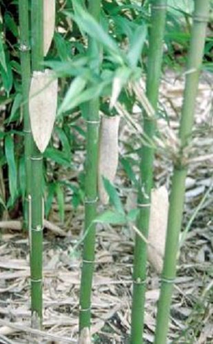 Semiarundinaria Fastuosa ‘Viridis’, Live Cold Hardy Temple Bamboo Plant.