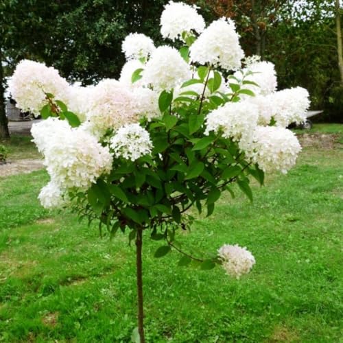 Hydrangea Tree