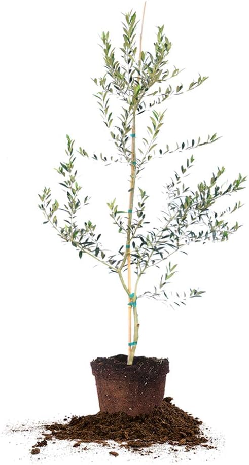 Arbequina Olive 4-5'
