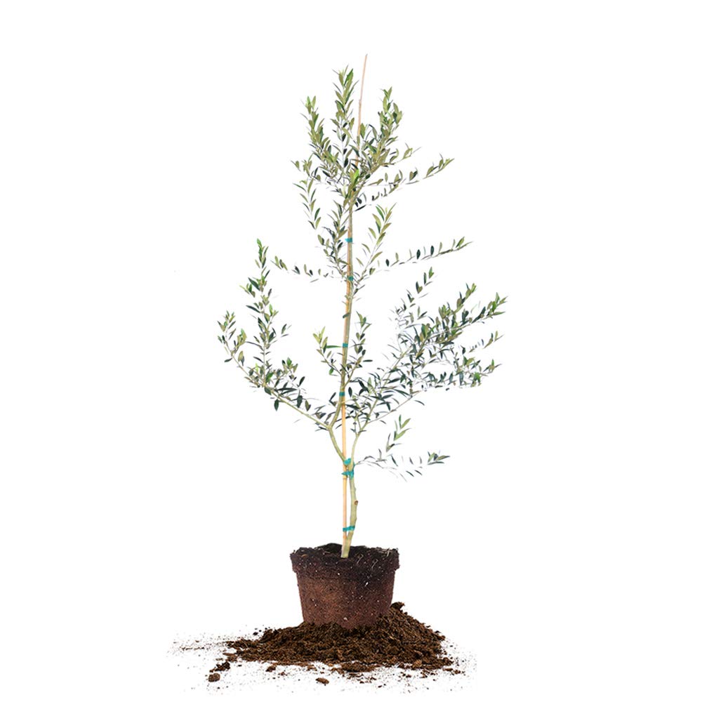 Perfect Plants Arbequina Olive