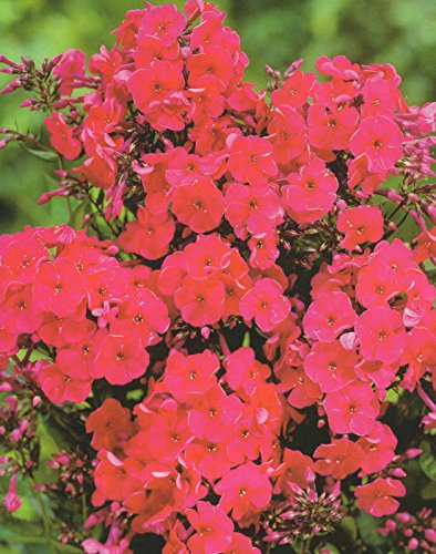 Hoher Phlox paniculata Miss Mary Flammenblume1 Wurzelstück Winterhart Staude