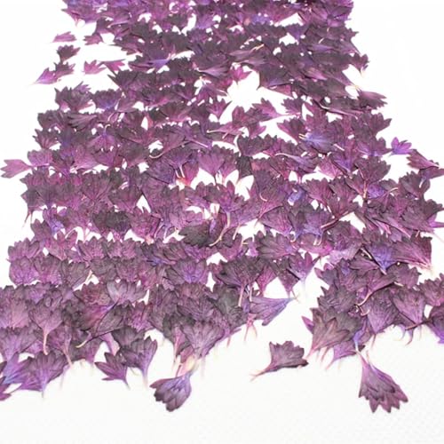 Collar de 6 piezas con colgante de cera floral seca miniatura 3