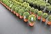 JARDINLIFE Malla Geotextil Antihierbas 100gr Control Maleza (Rollo 1x25 = 25m²)