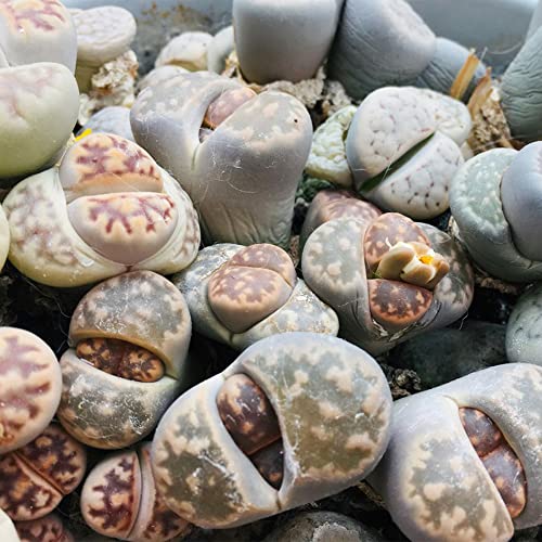 Qauzuy Garden 100 Seeds Rare Lithops Living Stones Seeds Tropical Exotic Succulent Plant Garden Bonsai Balcony Decor Succulent Seeds High Drought Resistance #TOP2