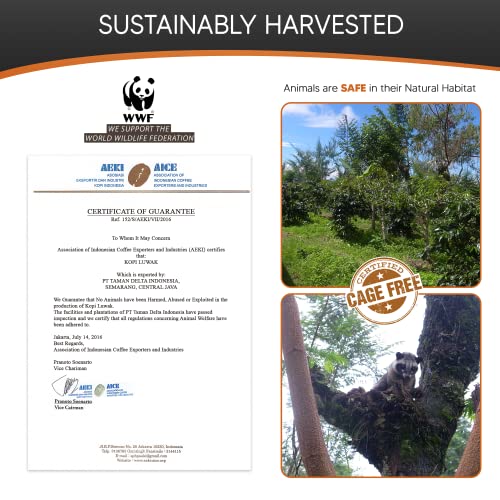 Cafés Granell Wild Kopi Luwak Medium Roast Coffee Whole Beans, 100Grams (3.5Oz) #TOP2