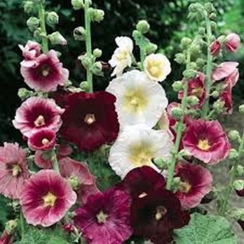 Malvarosa (Alcea rosea) - Mélange de printemps indien-50 Semi