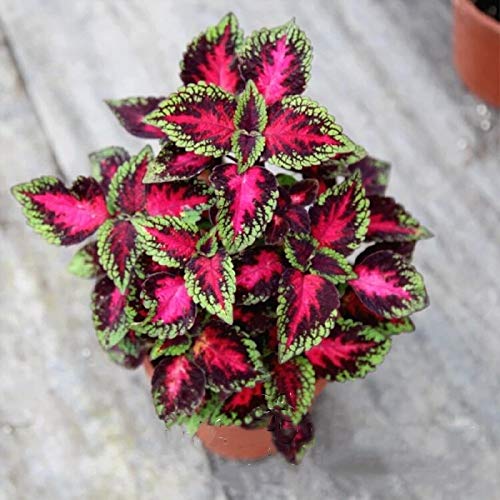 Shopmeeko Samen: 200pcs Bonsai Coleus buntnessel ausdauernde schner  Blumenpflanzen fr zu Hause Gartenpflanztopfpflanzen: 5 : Amazon.de: Garten