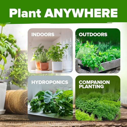 HOME GROWN Organic Herb Seeds Variety Pack - Non GMO, Heirloom 2,500+ High-Germinating Heirloom Seeds for Planting Indoor Outdoor Spring Herb Garden Hydroponics Garden Seeds, Basil Cilantro & More - Image 4