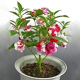 Semillas para jardinería, 60 unidades, coloridas, de fácil crecimiento, impatiens, balsamina, balsámico, planta de jardín
