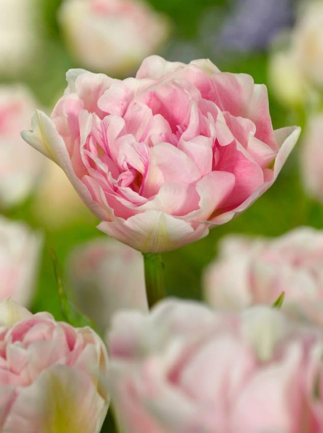 TULPEN Blumenzwiebeln Winterhart, Mehrjährige Osterglocken Zwiebeln aus Holland für Garten, Balkon, Beete & Töpfe. Sortenrein & Mischungen. Frisch, Trocken & Groß (50, Angelique)