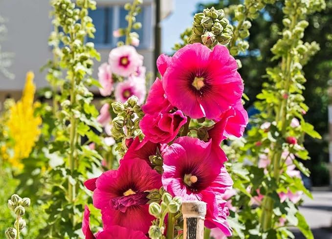 Image of Hollyhock Flower Seeds - Easy-to-Grow Tall Garden Flowers, Vibrant Pink, Red, White & Yellow Blooms, Attracts Bees & Butterflies, Ideal for Cottage & Border Gardens(pack of 50 Seed)