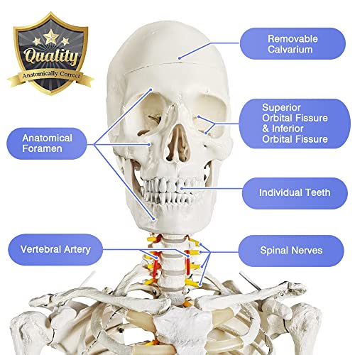 Image of 2026 New Medical Anatomical Human Skeleton Model, Life Size Medical Human Skeleton Model with Nervous System 70.8 in with Rolling Stand for Medical Study and Colorful Display Posters
