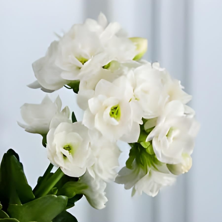 All time beautiful special variety live white kalanchoe flower plant || outdoor flower tree plant for home garden plant (pack of 1)