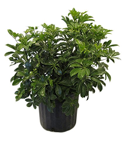 American Plant Exchange Live Schefflera Arboricola Plant, Plant Pot for Home and Garden Decor, 10' Plant Pot