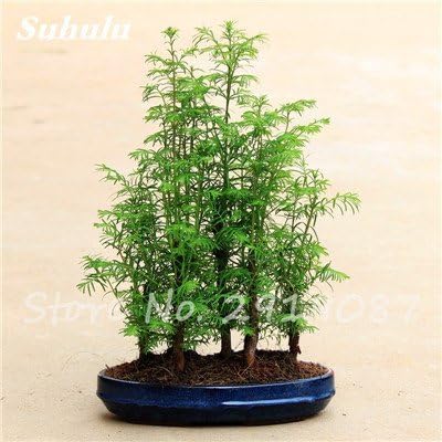 Swansgreen 10 : Forest Bonsai Metasequoia Dawn Mini Redwood Evergreen Ornamental Tree Plants Potted Indoor Office Purify The Air So Fresh 50 Pcs 10