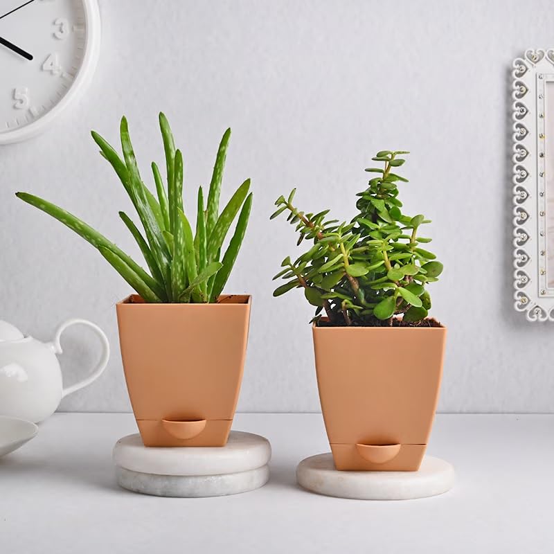 FlowerAura Decorative Set Of 2 Airpurifying (Jade & AloeVera) Live Indoor Plants With Plastic Pot Vase For Living Room, Table Corner, Bedroom, Balcony, Office/Home Decoration (Same Day Delivery) (B0CRYF9X4L) Amazon Price History, Amazon Price Tracker