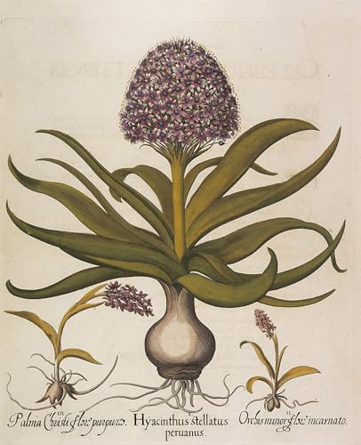 Art Impression Tableaux Hyacinthus Stellatus Basil Besler 60x90