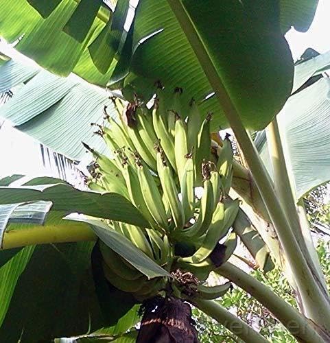 EverSneh Changalikodan Nendran Kerala Banana Live Plant Rare Rhizome Varity Plant With Pot (B0B76LKY64) Amazon Price History, Amazon Price Tracker