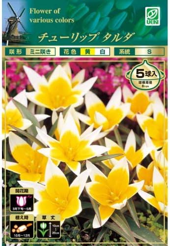 Amazon Co Jp チューリップ球根 ミニチュア タルダ 黄 白 10球入 Diy 工具 ガーデン