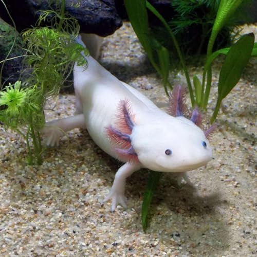 『Axolotl』のカバーアート