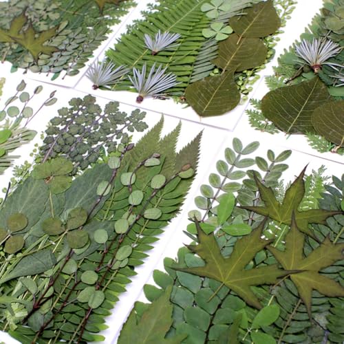 30 hojas prensadas secas diversas para manualidades miniatura 4