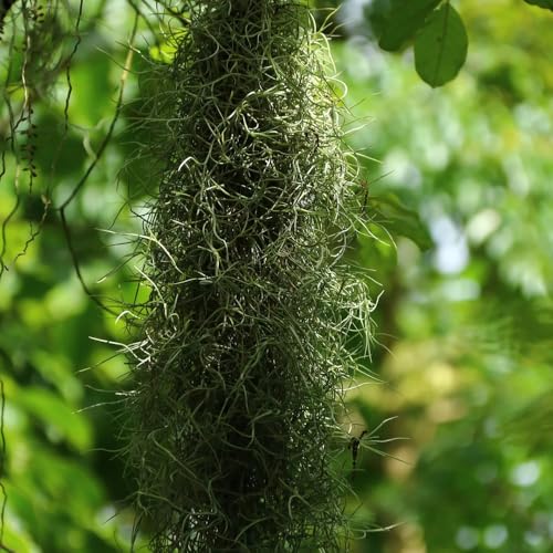 tillandsia - verdes de oficina invierno balcón 1Plantas 120g