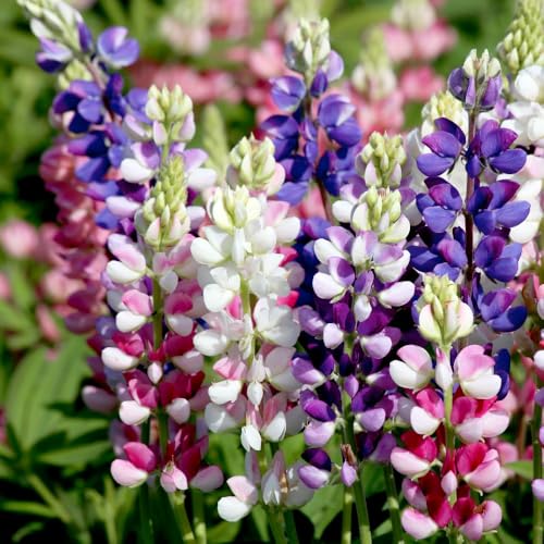 Lupin â€˜Avalune Mixâ€™ â€“ Hardy Annual Minia