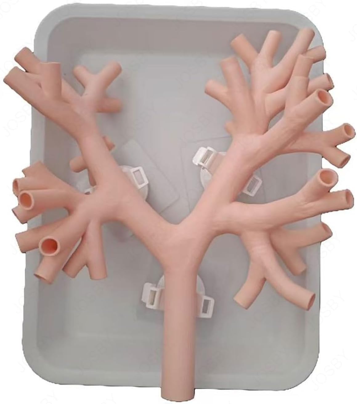Prezent medyczny, model szkoleniowy bronchoskopii, żywiczny bronchoskop, model anatomii drzewa oskrzelowego, włókno zestaw do nauczania lekarza, nauki pielęgniarskiej w szkole medycznej. (kolor skóry