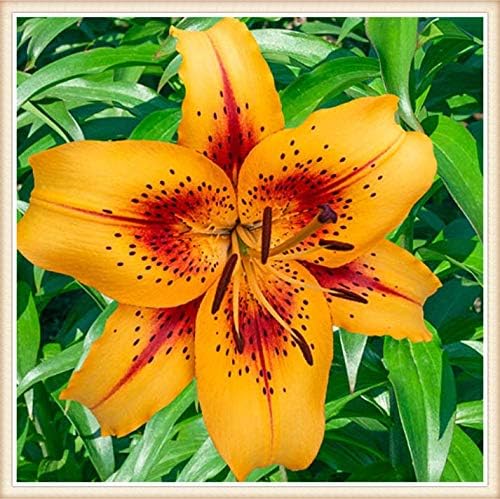 Amazon カサブランカ 球根 青い高貴な優しい花 粘り強い ゴージャスな虹の女神ゴージ ャス 花