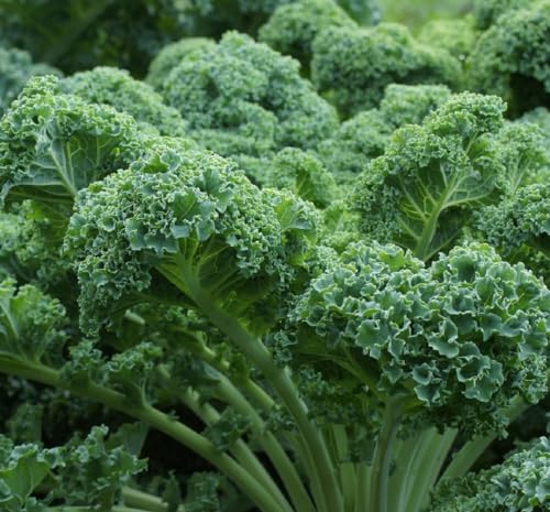Curled Blue Kale Seeds for Planting Plant & Grow Heirloom Non-GMO Curled Blue Vates Kale Home Outdoor Vegetable Garden Brassica oleracea VAR. acephalla 1 Packet Approx 200 Seeds
