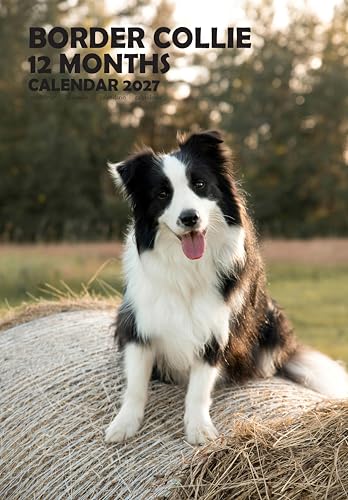 Calendario 2027 de pared Border Collie A3 ideal para decorar tu salón