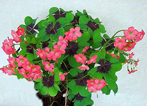 Iron Cross Shamrock Bulbs - 5 Bulbs to Plant - Good Luck Plant - Fast Growing Year Round Color Indoors or Outdoors - Oxalis Shamrock Bulbs Iron Cross Shamrock Bulbs - 5 Bulbs to Plant - Good Luck Plant - Fast Growing Year Round Color Indoors or Outdoors - Oxalis Shamrock Bulbs