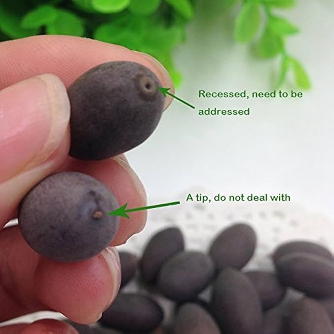 Image of All Season Lotus Flower Hybrid Japanese Lotus Flower Seeds | 30 Seeds /Pack | 95% Germination Rate |