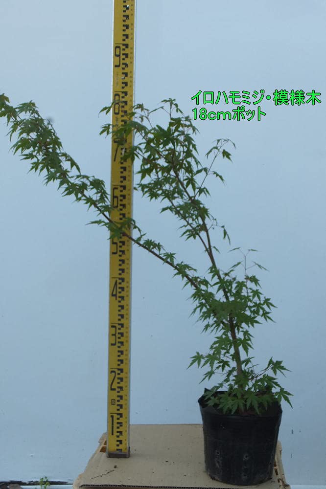 イロハモミジ　５本立ち　H1.4m イロハモミジ 5本立ち H1.4m 苗木・植木