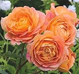 'Lady of Shalott' -R-, Englische Rose (David Austin) in A-Qualität Wurzelware