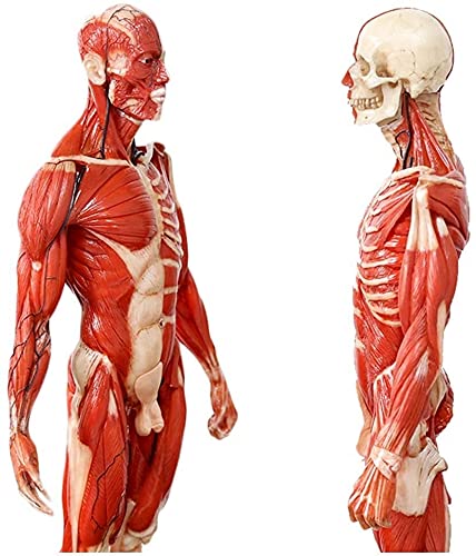 Amazon.co.jp: Muscle and Skeleton Anatomy Model Male Muscle