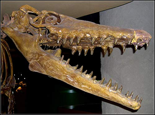 Image of Genuine Ancient Mosasaur Huge Dinosaur Tooth Fossil from Near Khourigba,Morocco, N.Africa with Free Floating Frame Display Case, Acrylic Stand & COA Bundle